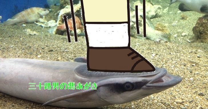 コバンザメは壁やガラスにもくっつく。更に1匹でいる姿は…