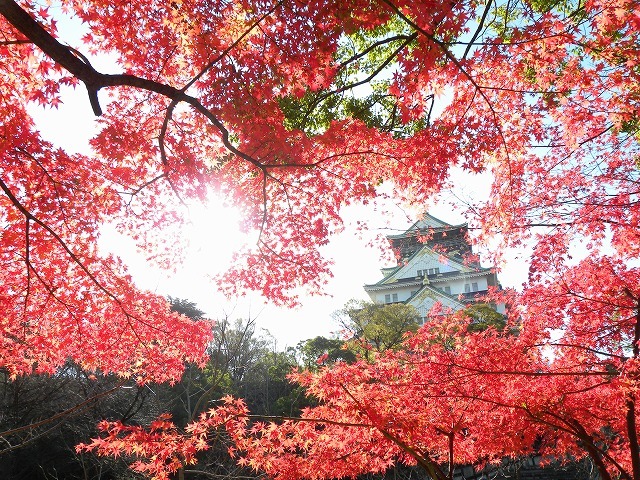 「大阪城　紅葉」の画像検索結果